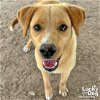 adoptable Dog in , DC named Nimble