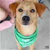 adoptable Dog in , DC named Nimble