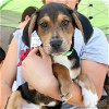 adoptable Dog in , DC named Donald