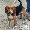 adoptable Dog in washington, DC named Cooper