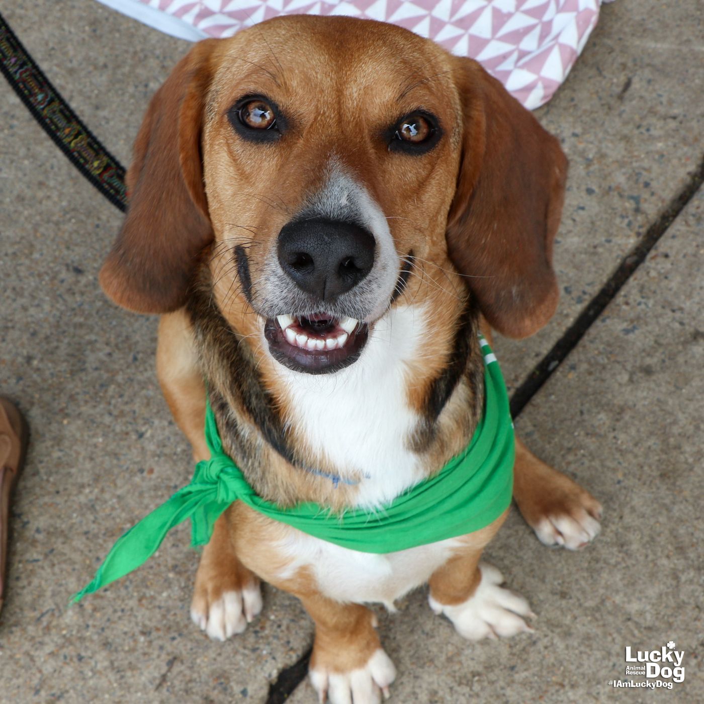 adoptable Dog in Washington, DC named Cooper