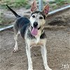 adoptable Dog in , DC named Pongo