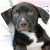 adoptable Dog in , DC named Timothy