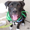 adoptable Dog in , DC named Timothy