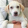 adoptable Dog in , DC named Tiffany