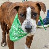 adoptable Dog in , DC named Godiva