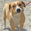 adoptable Dog in washington, DC named Skittles