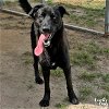 adoptable Dog in , DC named Brooks