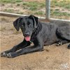 adoptable Dog in , DC named Wade