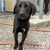 adoptable Dog in washington, IN named Brave