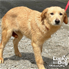 adoptable Dog in washington, DC named Sienna