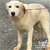 adoptable Dog in washington, DC named Skylar