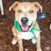 adoptable Dog in , DC named Jazz