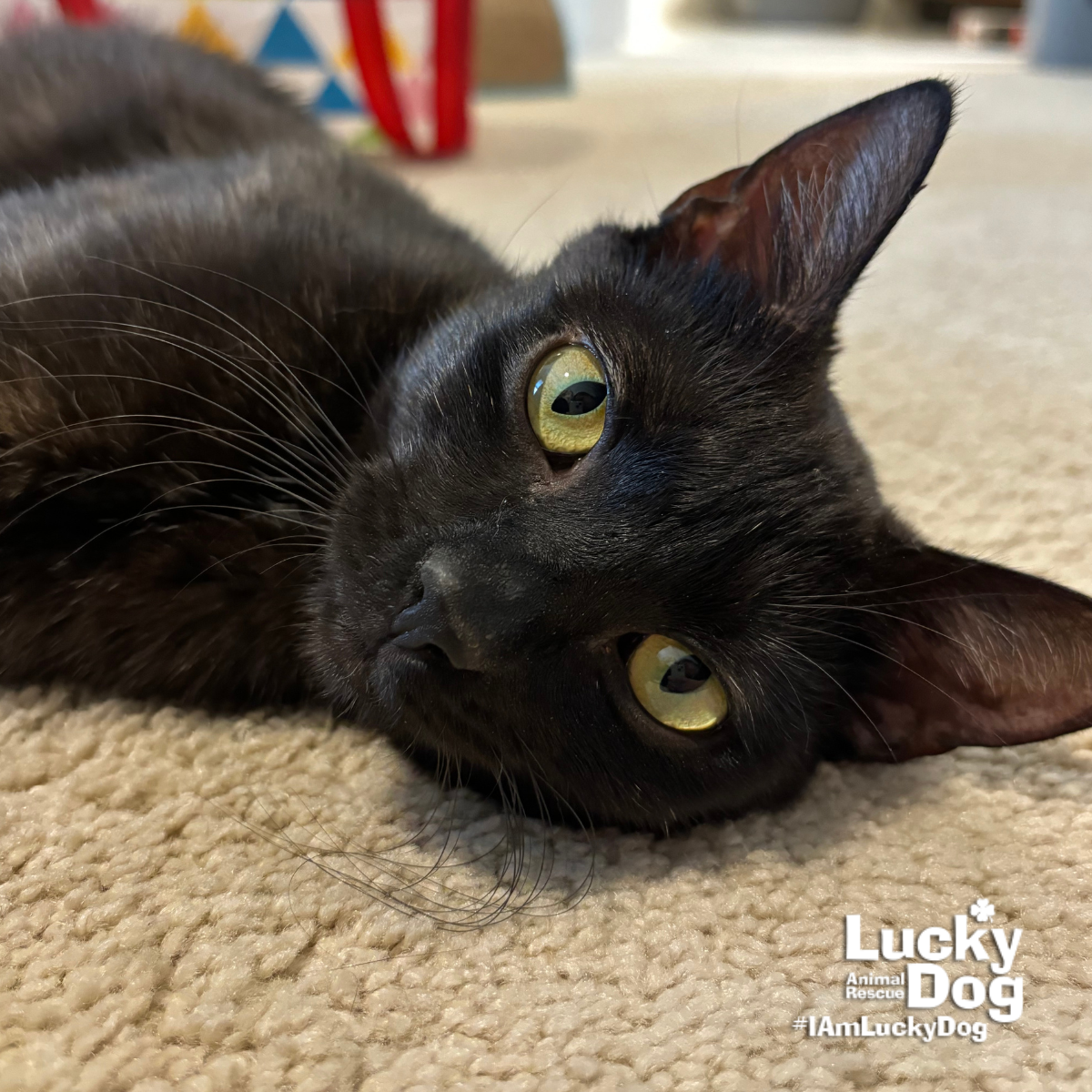 Cat adoption in Washington DC 20002: Domestic Short Hair / Mixed (short ...