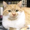 adoptable Cat in , DC named Nell