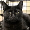 adoptable Cat in , DC named Cleopatra