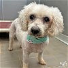 adoptable Dog in , DC named Scooter