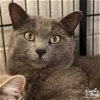 adoptable Cat in washington, DC named Scully