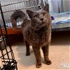 adoptable Cat in , DC named Mlepnos