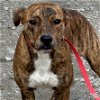 adoptable Dog in , DC named Ferry