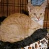 adoptable Cat in washington, DC named Simba
