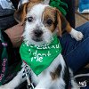 adoptable Dog in washington, DC named Belladonna
