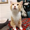adoptable Cat in  named Arnold