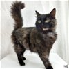 adoptable Cat in washington, DC named Xylo