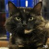 adoptable Cat in , DC named Xylo