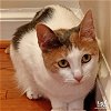 adoptable Cat in washington, DC named Celine Festival