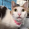 adoptable Cat in , DC named Celine Festival