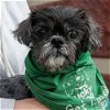 adoptable Dog in washington, DC named Sissy