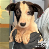 adoptable Dog in washington, DC named Freedom