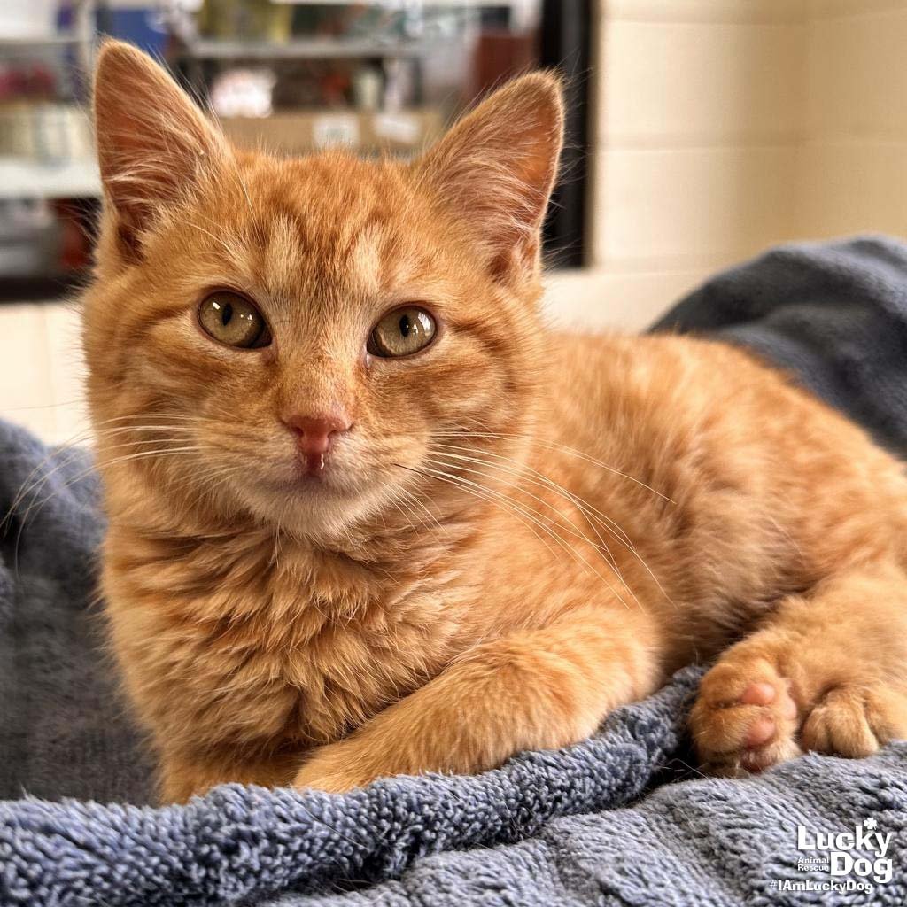 adoptable Cat in Washington, DC named Larry