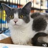 adoptable Cat in washington, IN named Whisper