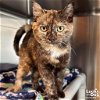 adoptable Cat in , DC named Ariana
