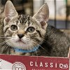 adoptable Cat in , DC named Edison