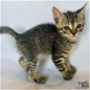 adoptable Cat in washington, DC named Eleanor
