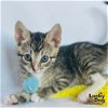 adoptable Cat in washington, DC named Elodie