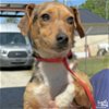 adoptable Dog in washington, DC named Gabe