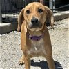 adoptable Dog in washington, DC named Cookey