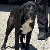 adoptable Dog in washington, DC named Gail