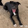 adoptable Dog in , DC named Nyla