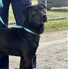 adoptable Dog in washington, DC named Rocks