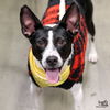 adoptable Dog in Washington, DC named Sam