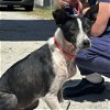 adoptable Dog in washington, DC named Sam