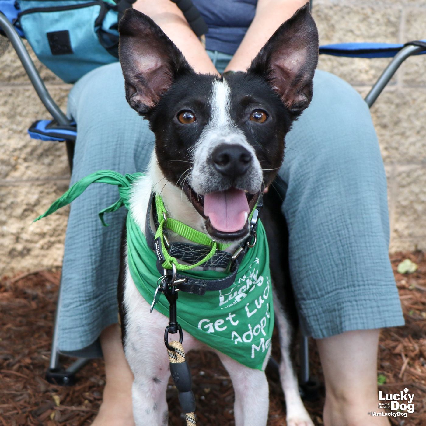 adoptable Dog in Washington, DC named Sam