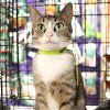 adoptable Cat in , DC named Olivia