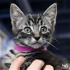 adoptable Cat in , DC named George