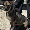 adoptable Dog in washington, DC named Happy